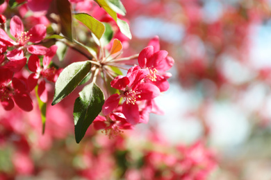 Photo of Blossoming spring tree, pink flowers, closeup