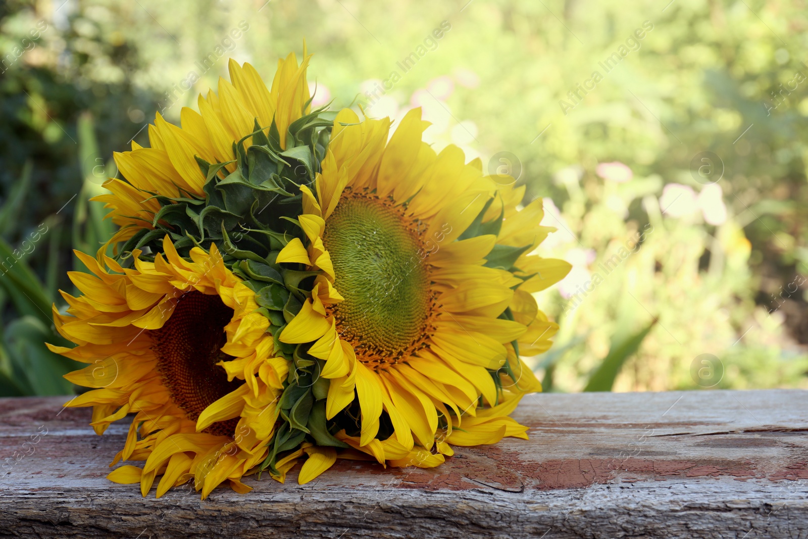 Photo of Beautiful sunflowers on wooden table outdoors. Space for text