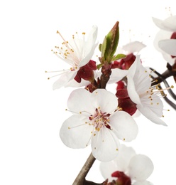 Photo of Beautiful fresh spring flowers on white background, closeup