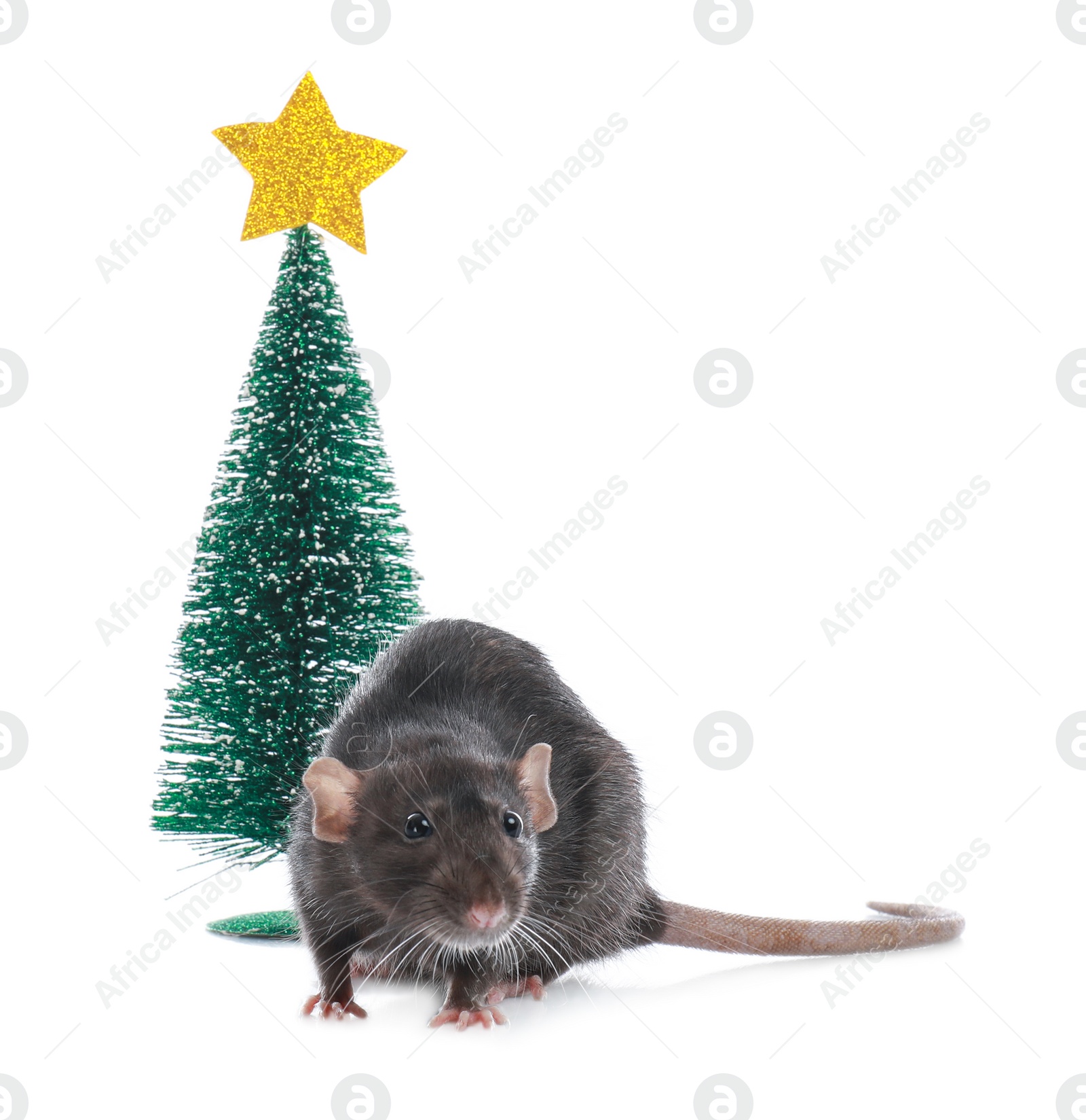 Photo of Cute little rat near decorative Christmas tree on white background. Chinese New Year symbol