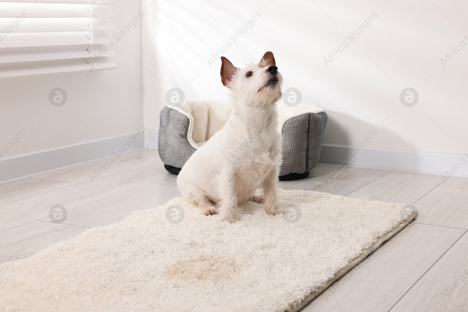 Photo of Cute dog near wet spot on rug indoors