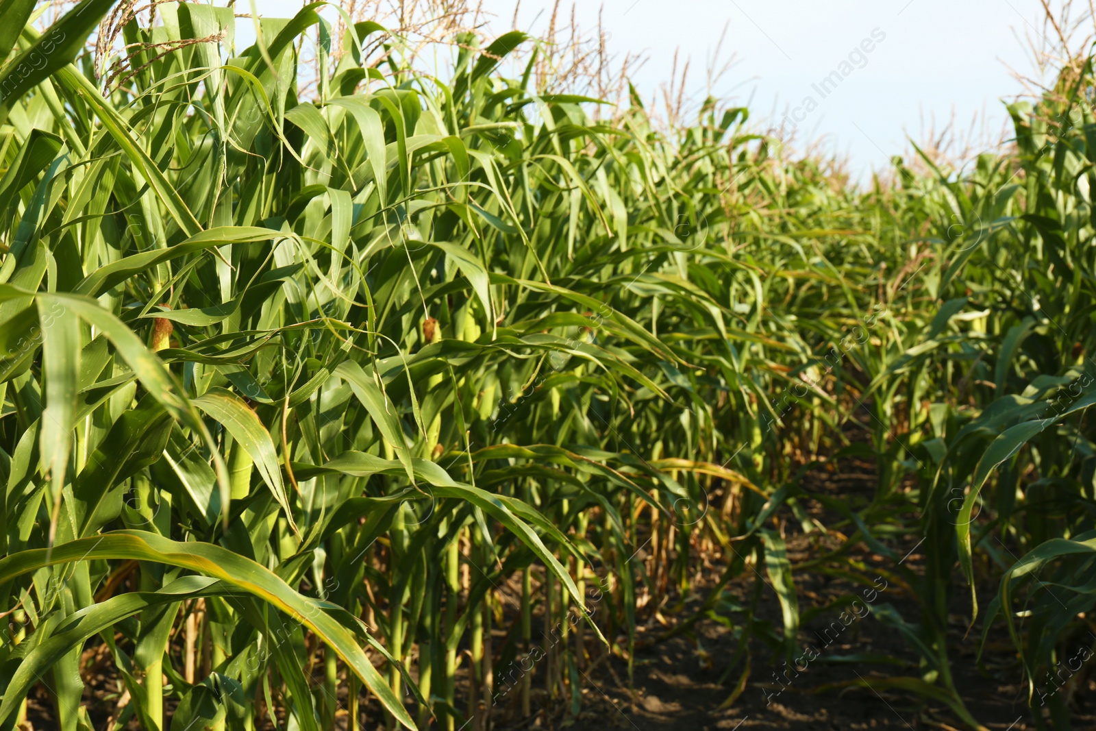 Photo of Beautiful view of corn field on sunny day