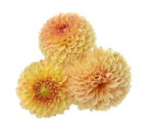 Photo of Beautiful yellow dahlia flowers on white background