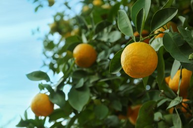 Photo of Fresh ripe oranges growing on tree outdoors. Space for text