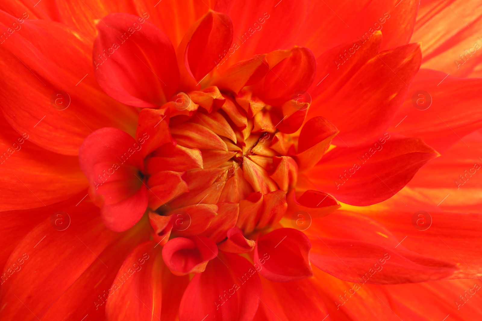 Photo of Beautiful red dahlia flower, closeup view. Floral decoration