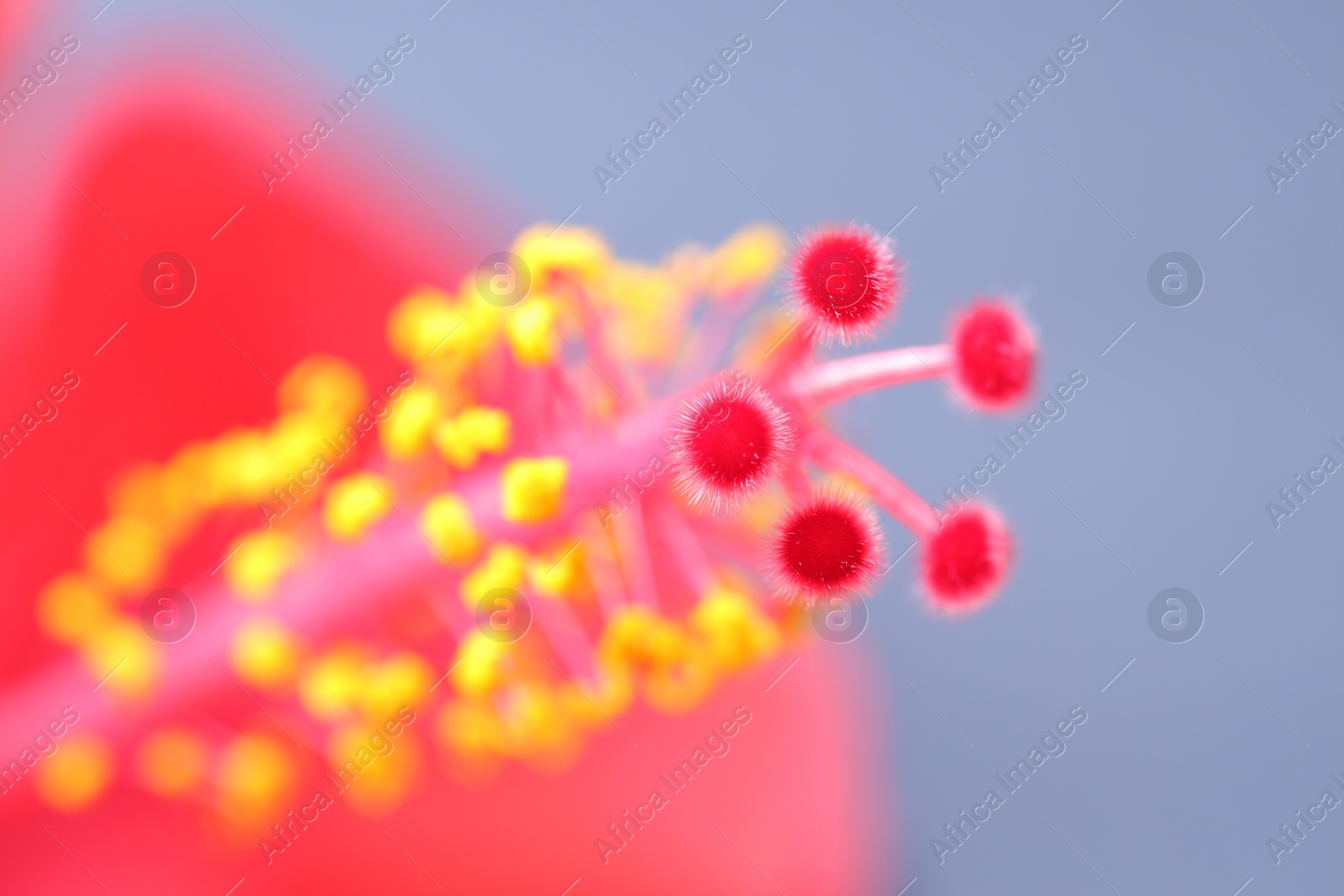 Photo of Pistil of beautiful pink hibiscus flower on light grey background, macro view