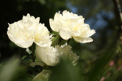 Photo of Closeup view of blooming white peony bush outdoors