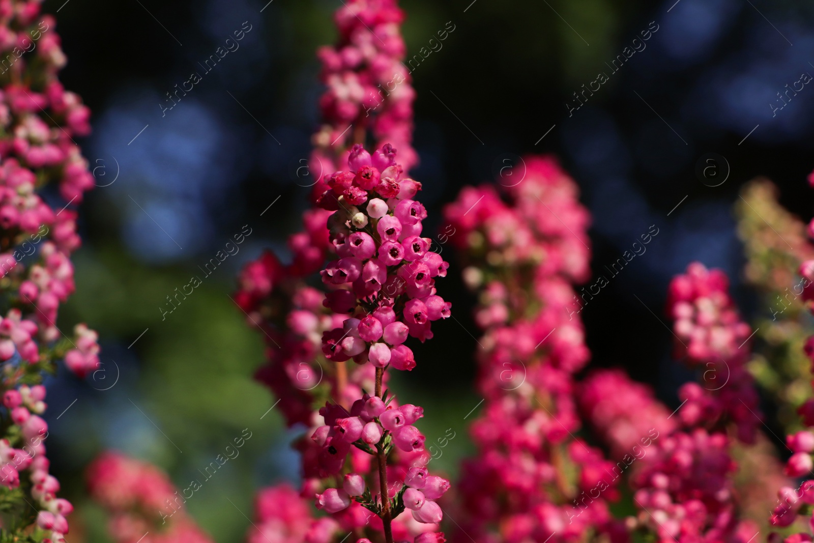 Photo of Heather shrub with blooming flowers outdoors, closeup