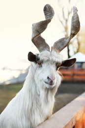 Beautiful Girgentana Goat inside of paddock in zoo