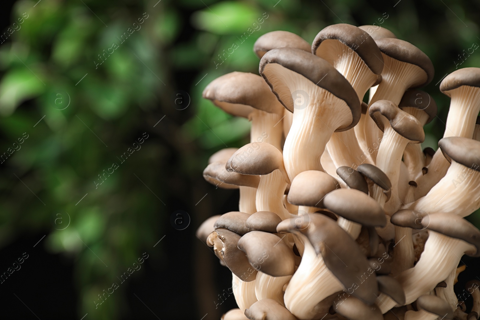 Photo of Fresh wild mushrooms on blurred green background, space for text