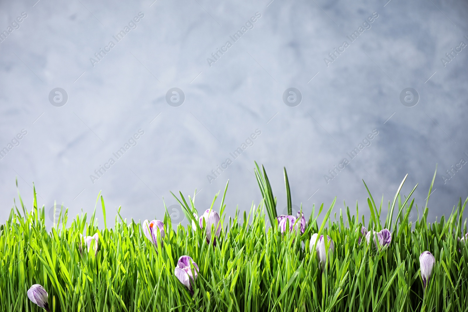 Photo of Fresh green grass and crocus flowers on light grey background, space for text. Spring season