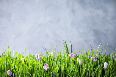 Photo of Fresh green grass and crocus flowers on light grey background, space for text. Spring season