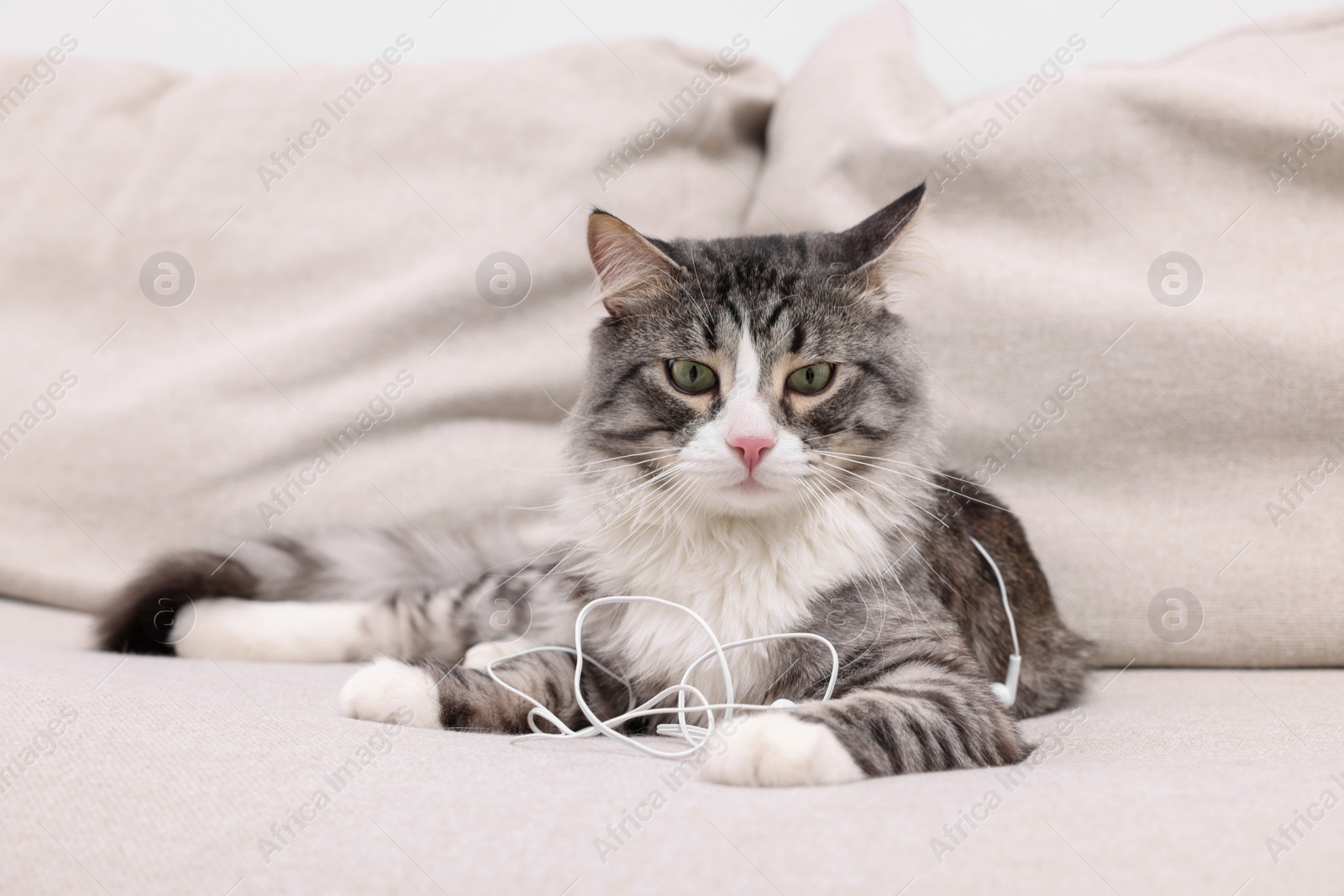 Photo of Naughty cat with damaged wired earphones on sofa indoors