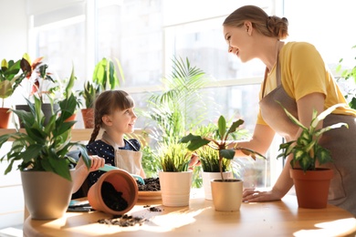 Mother and daughter taking care of home plants at table indoors