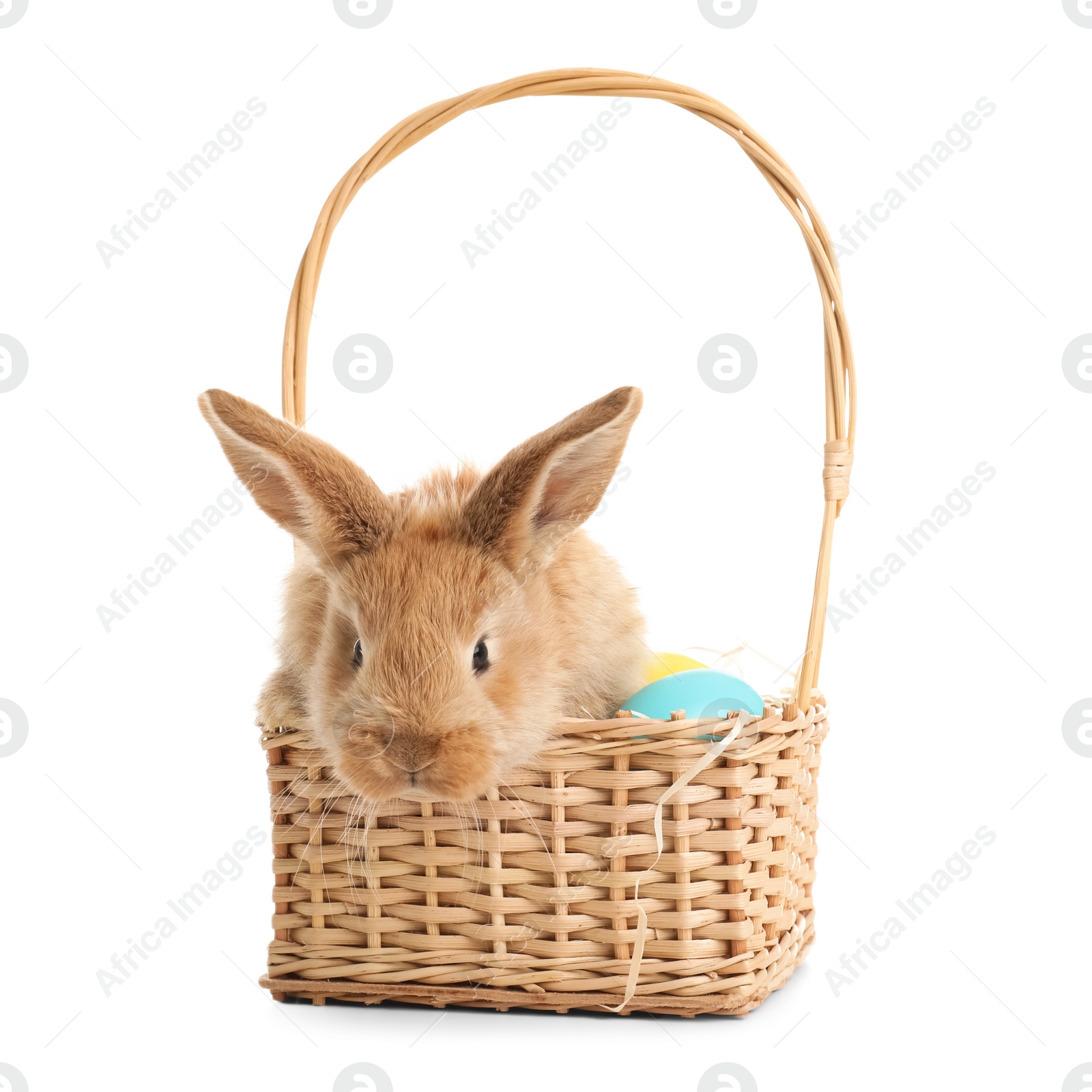 Photo of Adorable furry Easter bunny in wicker basket with dyed eggs on white background