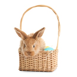 Photo of Adorable furry Easter bunny in wicker basket with dyed eggs on white background