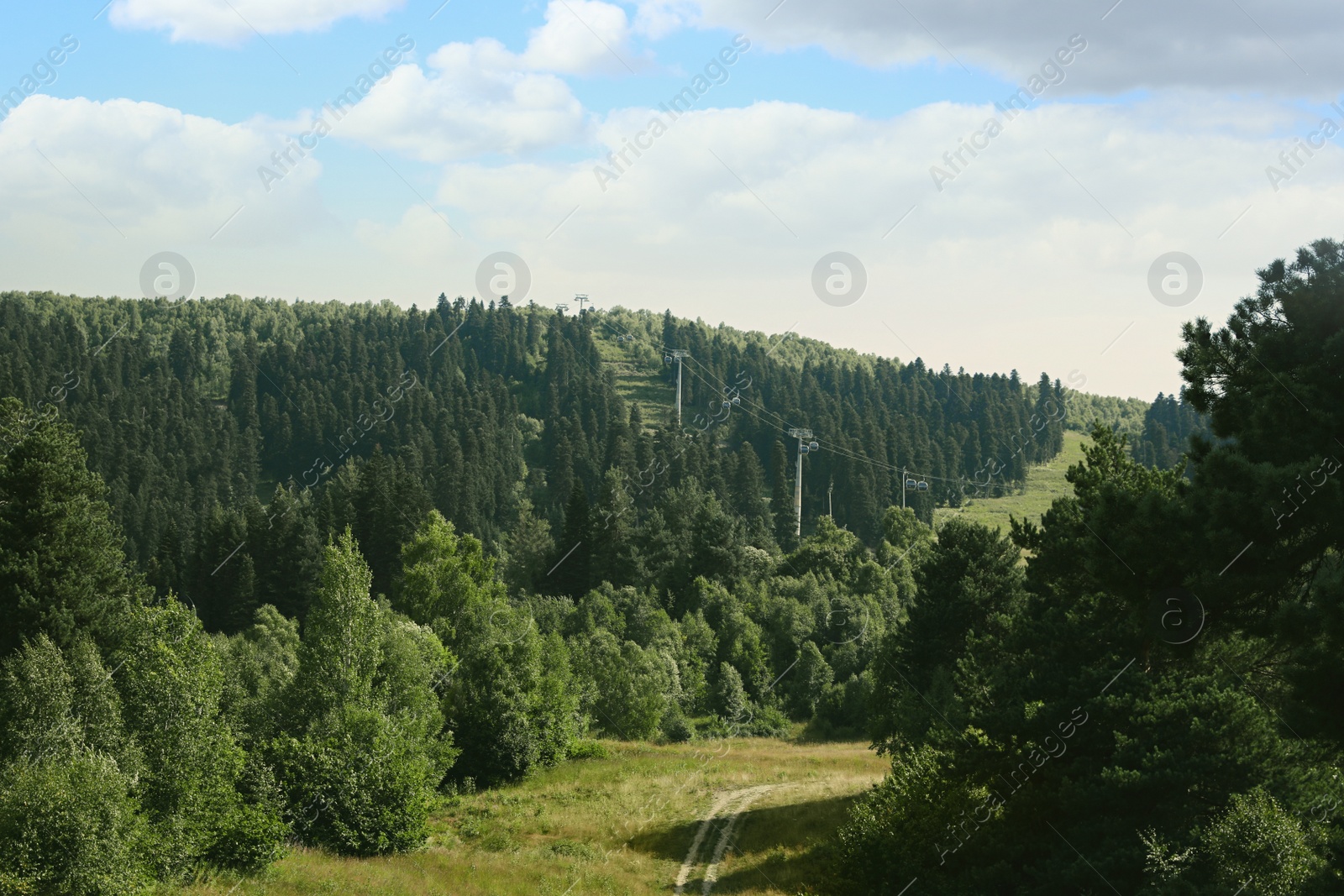 Photo of Picturesque view of beautiful mountain forest on sunny day