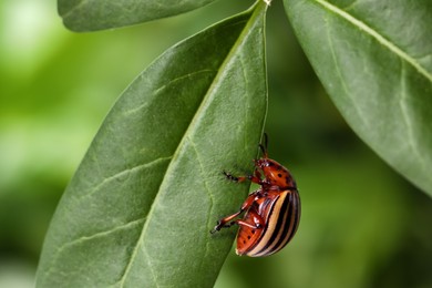 Photo of Colorado potato beetle on green leaf against blurred background, closeup