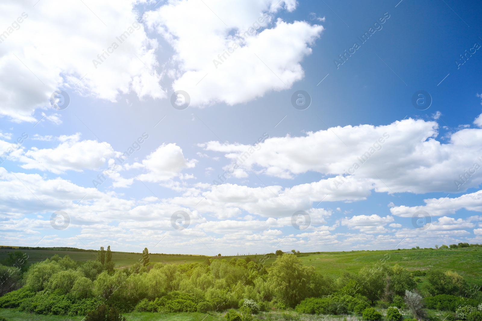 Photo of Beautiful landscape with green trees on sunny day