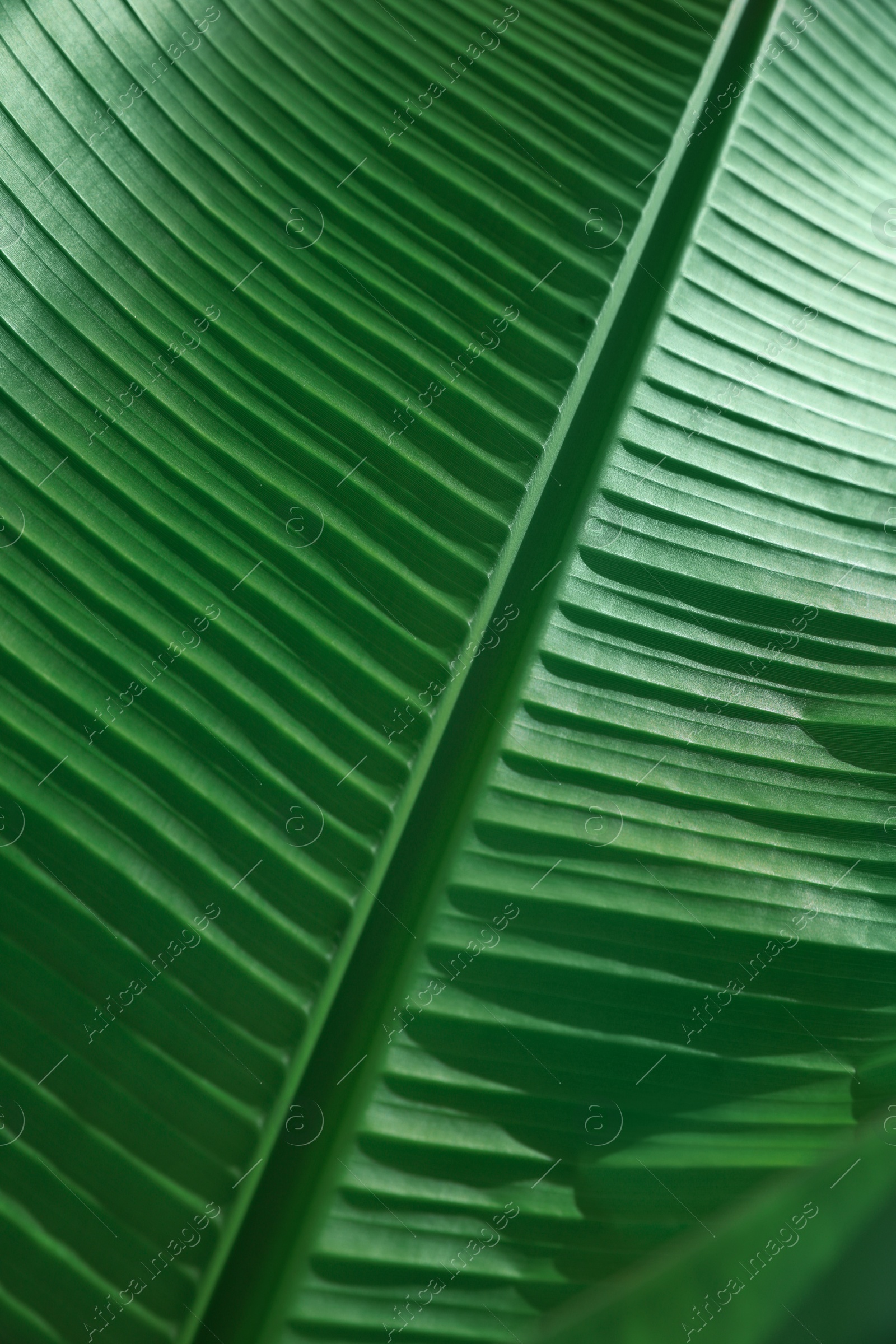 Photo of Beautiful green palm leaf as background, closeup view