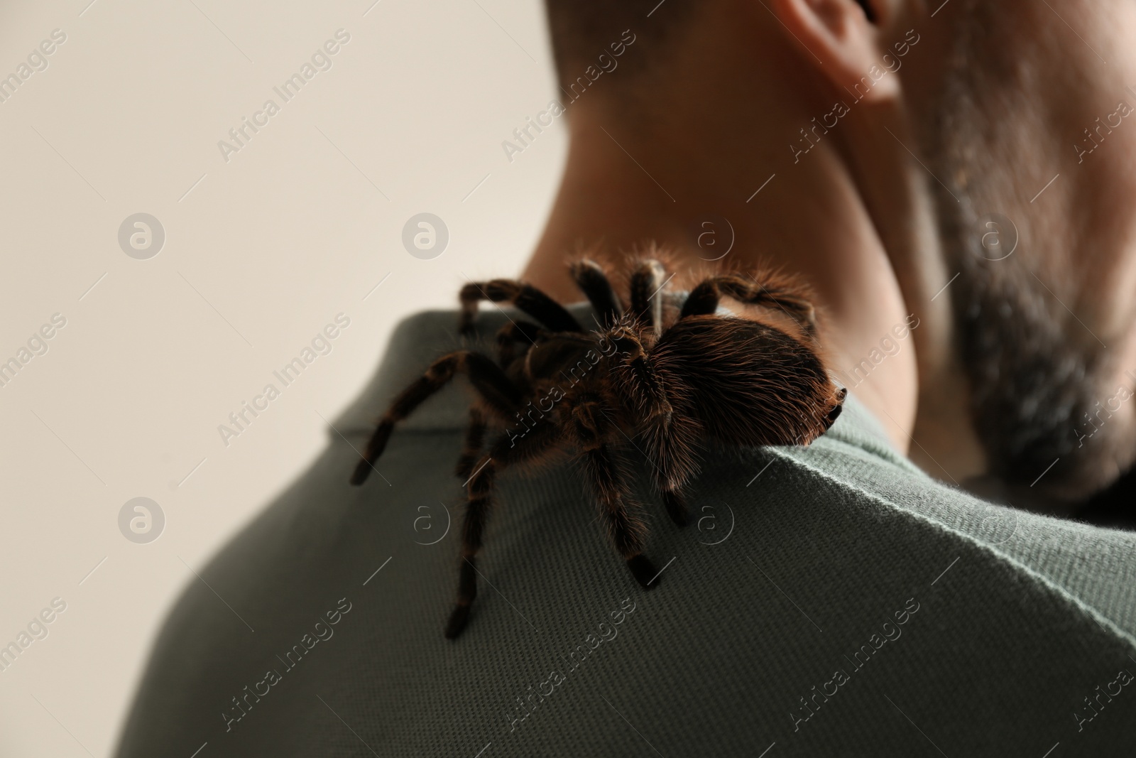 Photo of Man with striped knee tarantula on beige background, closeup