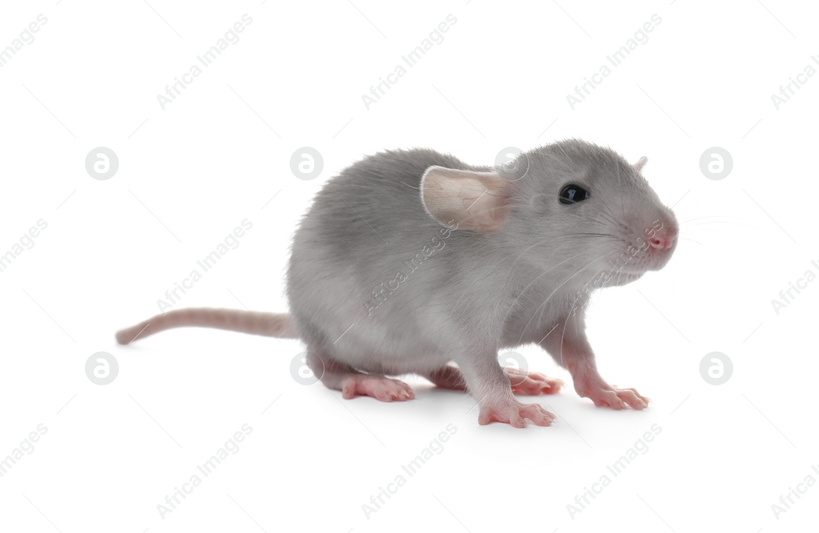 Photo of Small fluffy grey rat on white background