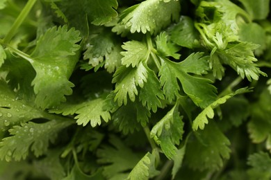 Photo of Fresh green coriander leaves as background, closeup