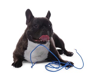 Photo of Naughty French Bulldog with electrical wire on white background