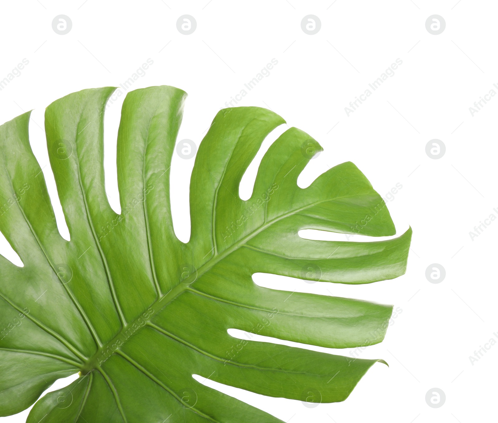 Photo of Fresh green tropical leaf isolated on white