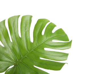 Fresh green tropical leaf isolated on white