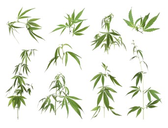 Image of Set with green hemp plants on white background