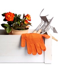 Wooden crate with gardening gloves, tools and blooming rose bush on white background