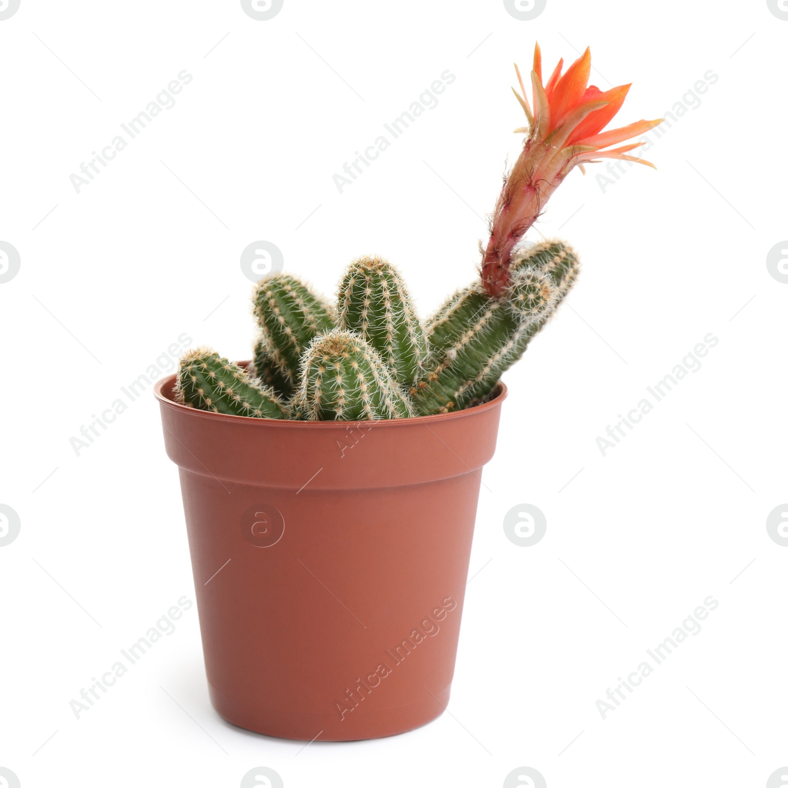 Photo of Cactus (Echinopsis chamaecereus) with beautiful red flower in pot on white background