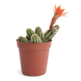 Photo of Cactus (Echinopsis chamaecereus) with beautiful red flower in pot on white background