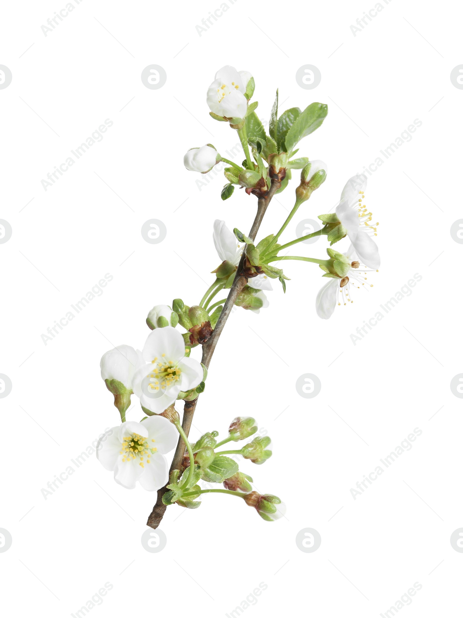 Photo of Tree branch with blossom isolated on white. Spring season
