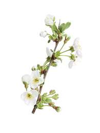 Tree branch with blossom isolated on white. Spring season