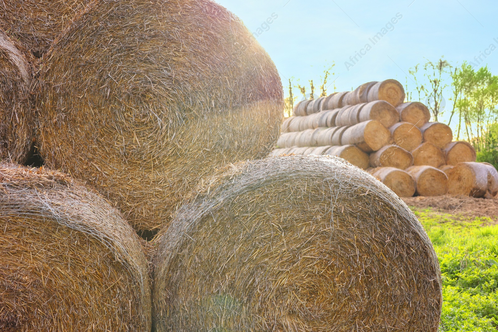 Photo of Many hay bales outdoors on sunny day, closeup