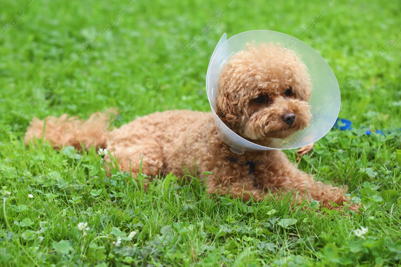 Photo of Cute Maltipoo dog with Elizabethan collar lying on green grass outdoors