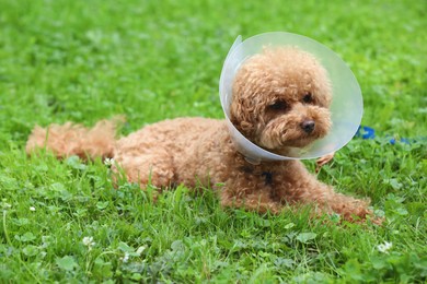 Cute Maltipoo dog with Elizabethan collar lying on green grass outdoors