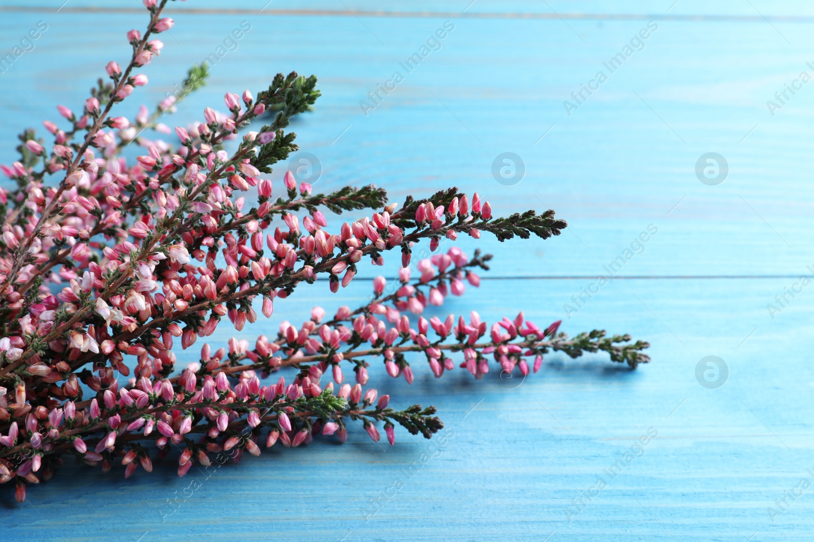 Photo of Heather branches with beautiful flowers on light blue wooden table, closeup. Space for text