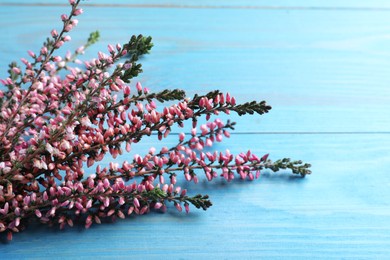 Photo of Heather branches with beautiful flowers on light blue wooden table, closeup. Space for text