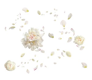 Image of Beautiful flowers and petals flying on white background