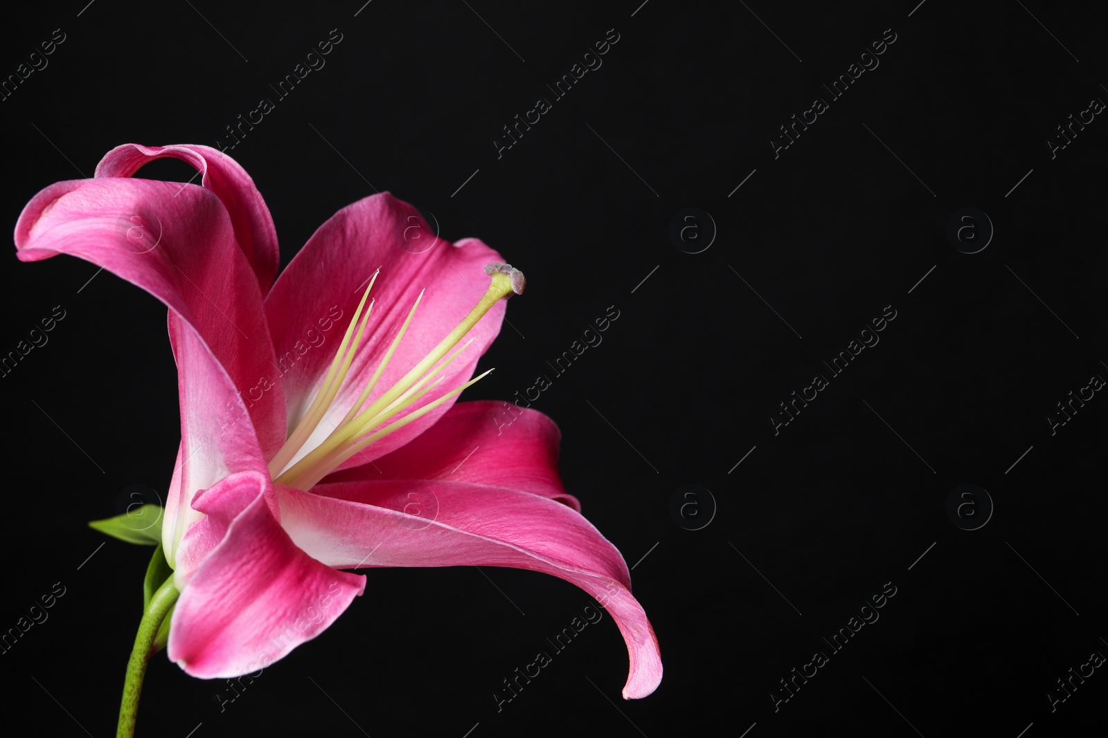 Photo of Beautiful pink lily flower on black background, closeup. Space for text