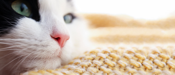 Image of Cute cat relaxing on yellow knitted fabric at home, space for text. Banner design