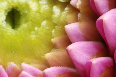 Beautiful Dahlia flower with pink petals as background, macro view