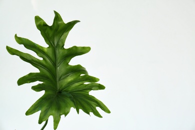 Tropical philodendron leaf on light background