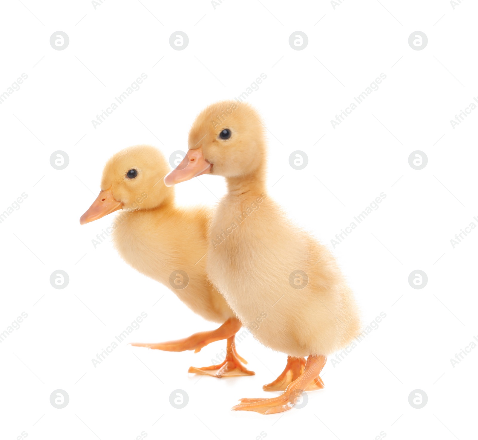 Photo of Cute fluffy baby ducklings on white background