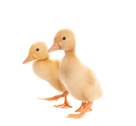 Cute fluffy baby ducklings on white background