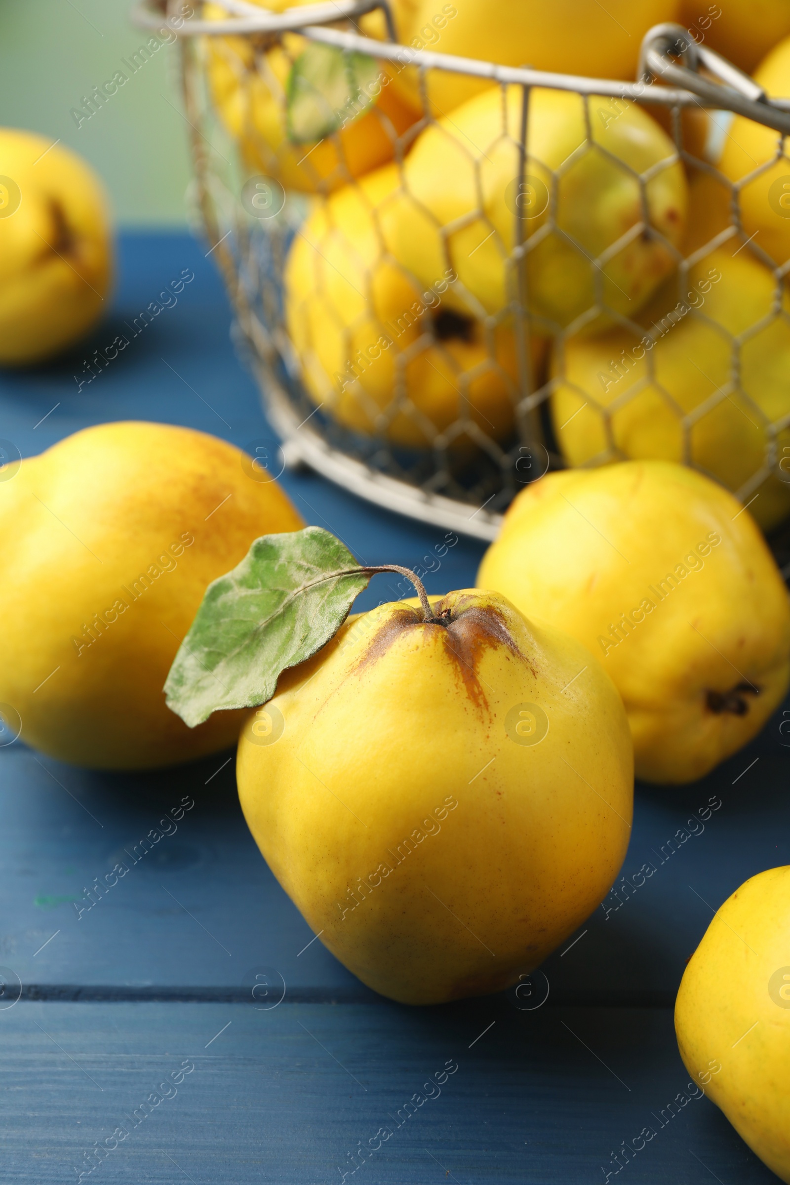 Photo of Tasty ripe quince fruits on blue wooden table, closeup