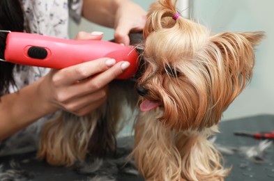 Professional groomer giving stylish haircut to cute dog in pet beauty salon, closeup